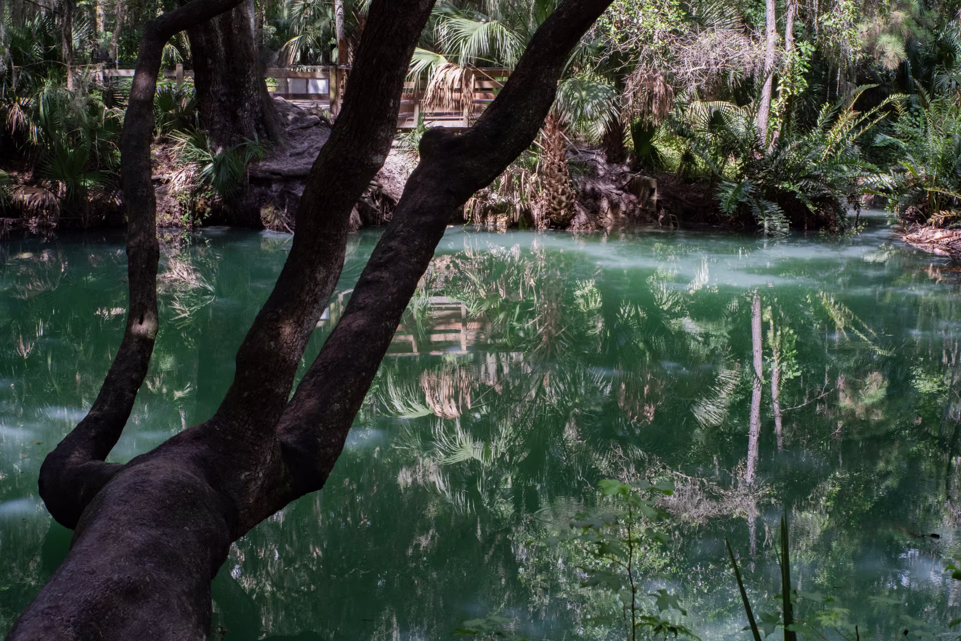 Florida green springs