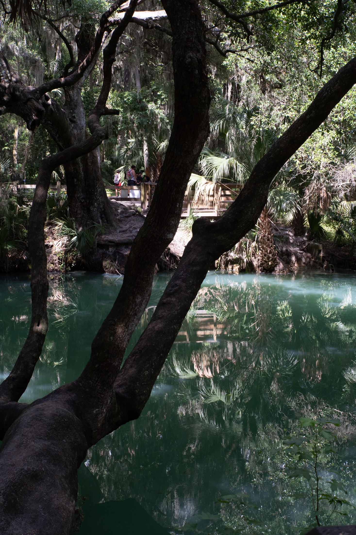 Shaded view of Green Springs in Volusia County, with still, vivid green water surrounded by dense trees, palm fronds, and twisted branches reflected on the surface.