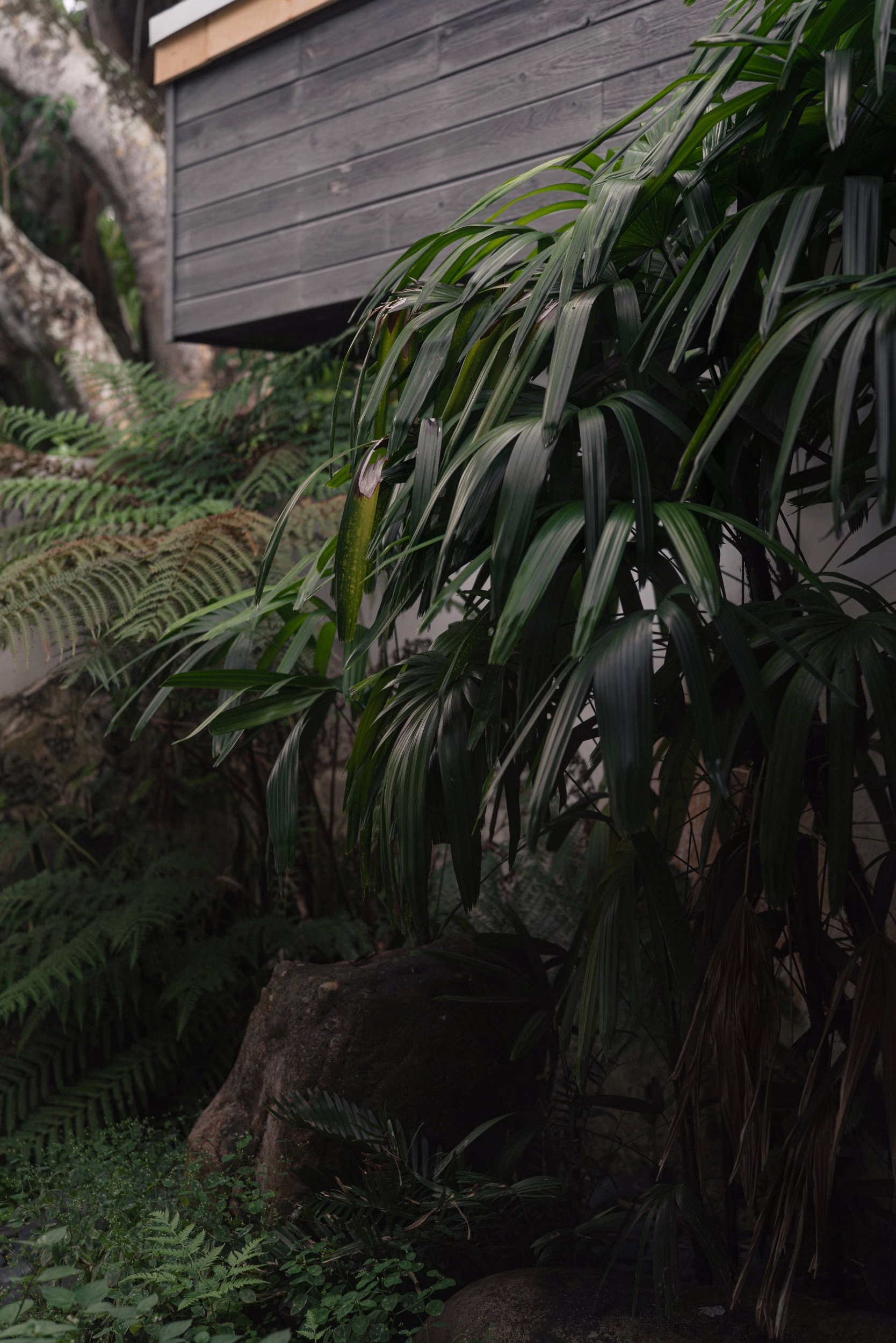Lush tropical foliage of palm fronds and ferns beside a moss-covered rock, set against a dark charcoal timber-clad wall and pale plaster surface.